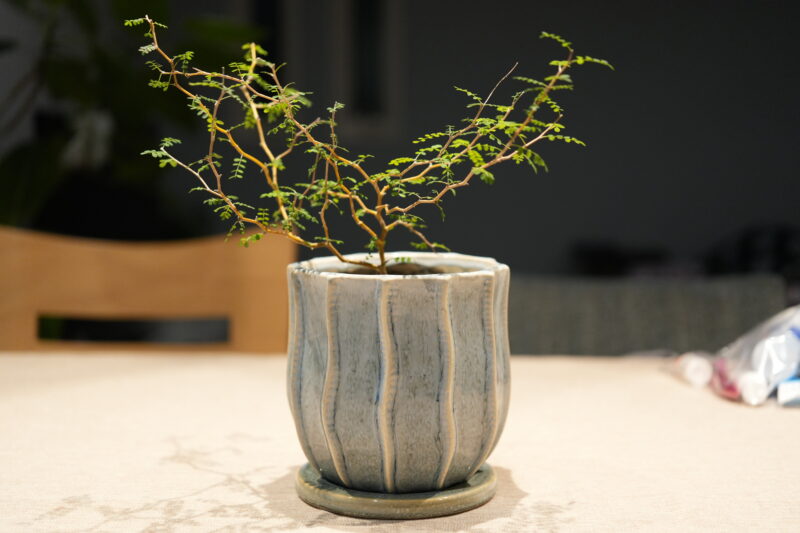 SEL2450Gの望遠端50mm F2.8で撮影した作例。背景が大きくボケており、部屋の生活感が隠れている様子。